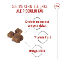 Infografic hrană pentru pui de pisică cu informații despre conținut energetic ridicat, vitaminele C și E și Omega-3 DHA. Royal Canin Logo.