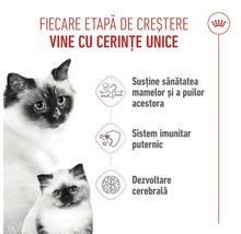 Infografic hrană pisici cu pisică adultă, pui, Royal Canin Logo și simboluri pentru sistem imunitar, creier și creșterea puilor.