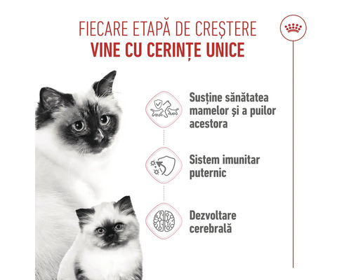 Infografic hrană pisici cu pisică adultă, pui, Royal Canin Logo și simboluri pentru sistem imunitar, creier și creșterea puilor.