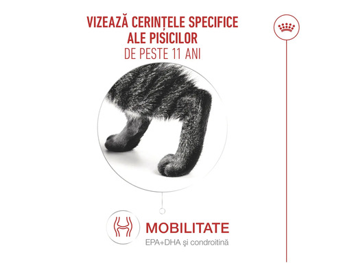 Infografic pentru hrana de pisici care prezintă articulațiile unei pisici și mobilitatea pentru pisici de peste 11 ani. Royal Canin Logo.