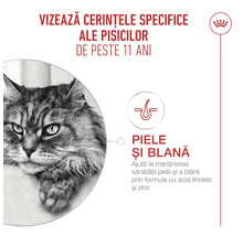 Infografic Royal Canin pentru pisici de peste 11 ani, care evidențiază susținerea sănătății pielii și blănii cu acid linoleic și zinc.