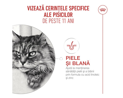 Infografic Royal Canin pentru pisici de peste 11 ani, care evidențiază susținerea sănătății pielii și blănii cu acid linoleic și zinc.