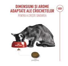 Pisică care mănâncă dintr-un bol Royal Canin. Infografic despre dimensiunea și aroma adaptată a bucăților de hrană de 1 centimetru.