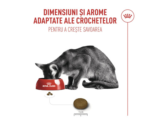Pisică care mănâncă dintr-un bol Royal Canin. Infografic despre dimensiunea și aroma adaptată a bucăților de hrană de 1 centimetru.