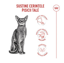 Infografic pentru hrana de pisici Royal Canin cu o pisică și simboluri pentru apetit ridicat, greutate sănătoasă și sănătatea tractului urinar. Royal Canin Logo.