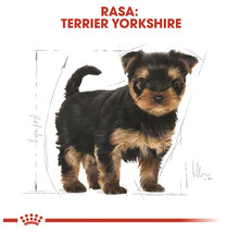 Ilustrație a unui pui de Yorkshire Terrier cu linii de măsură și textul Rasa Terrier Yorkshire și Royal Canin Logo.