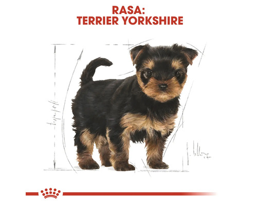 Ilustrație a unui pui de Yorkshire Terrier cu linii de măsură și textul Rasa Terrier Yorkshire și Royal Canin Logo.