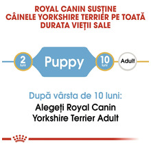 Infografic despre hrana Yorkshire Terrier: etapa de cățeluș de la 2 la 10 luni, apoi trecerea la hrana pentru adulți. Royal Canin Logo.