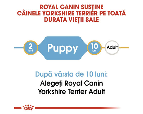 Infografic despre hrana Yorkshire Terrier: etapa de cățeluș de la 2 la 10 luni, apoi trecerea la hrana pentru adulți. Royal Canin Logo.