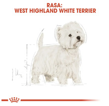 Ilustrație a rasei de câine West Highland White Terrier cu Royal Canin Logo.