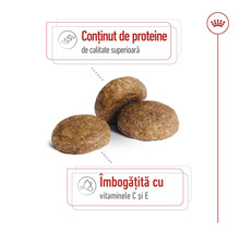 Trei bobițe de hrană uscată pentru pisici cu conținut ridicat de proteine și vitaminele C și E. Logo Royal Canin.