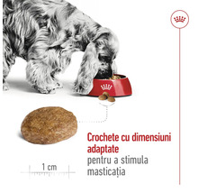 "Royal Canin Logo. Un câine mănâncă dintr-un bol