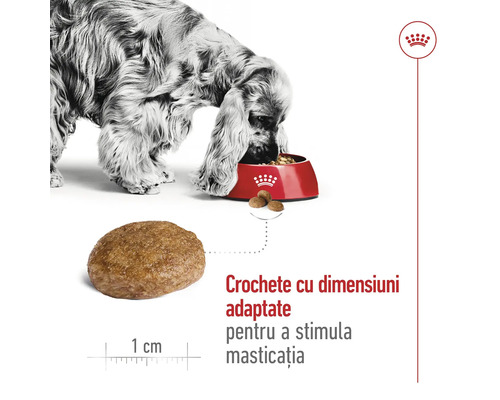 "Royal Canin Logo. Un câine mănâncă dintr-un bol