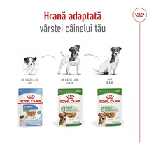 Royal Canin Logo și hrană umedă pentru câini de talie mică în etapele de viață pui, adult și senior, cu imagini ale câinilor corespunzători.