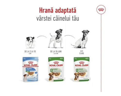 Royal Canin Logo și hrană umedă pentru câini de talie mică în etapele de viață pui, adult și senior, cu imagini ale câinilor corespunzători.