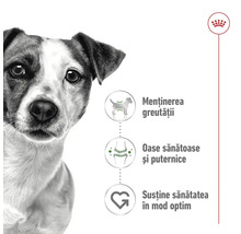 Royal Canin Logo. Un Jack Russell Terrier lângă simboluri pentru menținerea greutății, oase sănătoase și susținerea sănătății în mod optim.