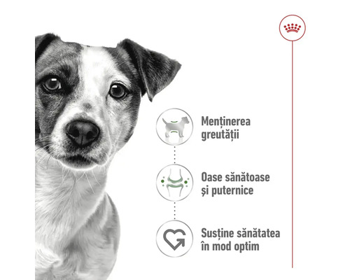 Royal Canin Logo. Un Jack Russell Terrier lângă simboluri pentru menținerea greutății, oase sănătoase și susținerea sănătății în mod optim.