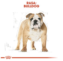 Ilustrație a rasei bulldog cu Royal Canin Logo.