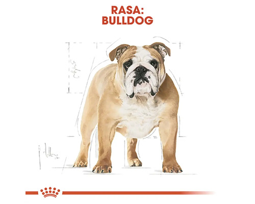 Ilustrație a rasei bulldog cu Royal Canin Logo.