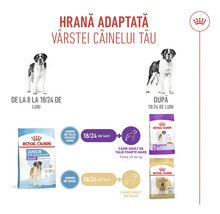 Royal Canin Logo. Infografic despre hrana adaptată vârstei. Tranziția de la Junior la Adult pentru rase foarte mari între 18 și 24 de luni.