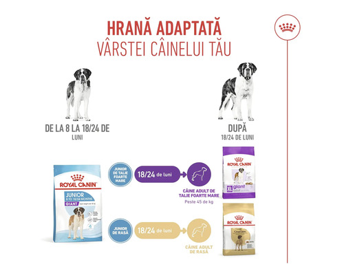 Royal Canin Logo. Infografic despre hrana adaptată vârstei. Tranziția de la Junior la Adult pentru rase foarte mari între 18 și 24 de luni.