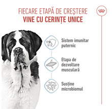 Un câine Saint Bernard lângă simboluri pentru sistem imunitar puternic, dezvoltare musculară și susținerea microbiomului. Royal Canin Logo.