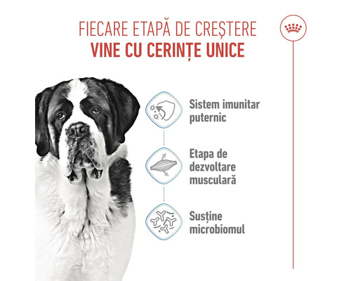 Un câine Saint Bernard lângă simboluri pentru sistem imunitar puternic, dezvoltare musculară și susținerea microbiomului. Royal Canin Logo.