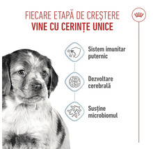 Cățeluș cu simboluri pentru sistem imunitar puternic, dezvoltare cerebrală și susținerea microbiomului. Royal Canin Logo.