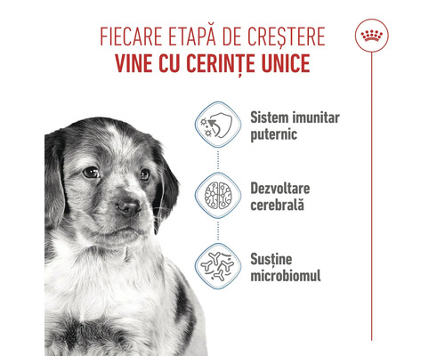 Cățeluș cu simboluri pentru sistem imunitar puternic, dezvoltare cerebrală și susținerea microbiomului. Royal Canin Logo.