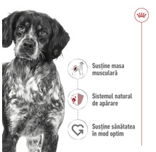 Logo Royal Canin. Un câine pătat cu simboluri pentru susținerea masei musculare, a sistemului natural de apărare și a sănătății optime.
