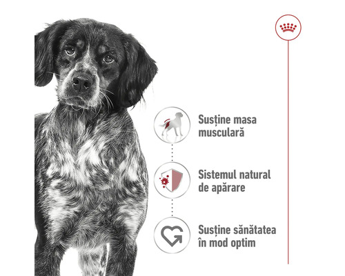 Logo Royal Canin. Un câine pătat cu simboluri pentru susținerea masei musculare, a sistemului natural de apărare și a sănătății optime.