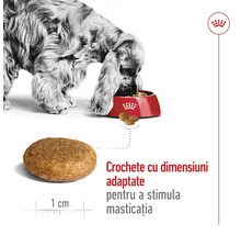 Câine mâncând dintr-un bol, prim-plan cu o crochetă de 1 centimetru pentru a stimula masticația, Royal Canin Logo.