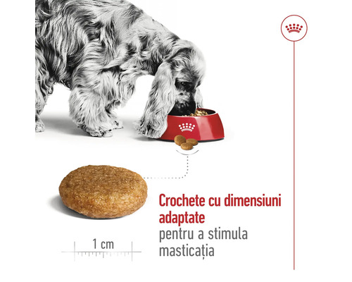 Câine mâncând dintr-un bol, prim-plan cu o crochetă de 1 centimetru pentru a stimula masticația, Royal Canin Logo.