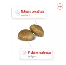 Logo Royal Canin, bobiță de hrană uscată pentru pisici cu nutrienți de înaltă calitate și proteine ușor de digerat.