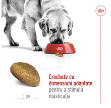 Câine mâncând dintr-un bol cu Royal Canin Logo și prim-plan cu o crochetă de aproximativ 1 centimetru pentru stimularea masticației.