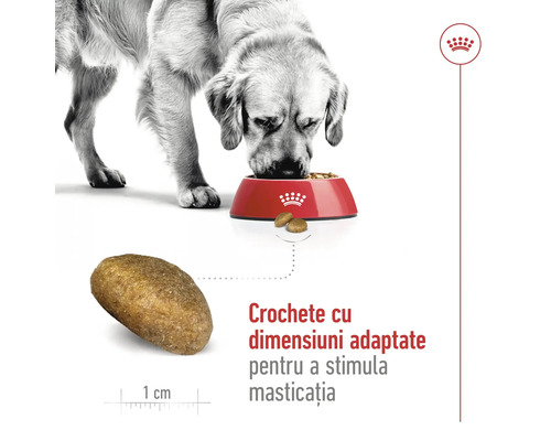 Câine mâncând dintr-un bol cu Royal Canin Logo și prim-plan cu o crochetă de aproximativ 1 centimetru pentru stimularea masticației.