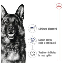 Portret de Ciobănesc German cu simboluri pentru sănătate digestivă, suport pentru oase și articulații și sănătate optimă. Logo Royal Canin.