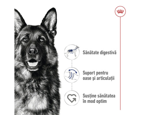 Portret de Ciobănesc German cu simboluri pentru sănătate digestivă, suport pentru oase și articulații și sănătate optimă. Logo Royal Canin.