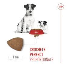 Jack Russell Terrier adult și pui cu bol de mâncare, detaliu crochetă triunghiulară de 1 centimetru și Royal Canin Logo.