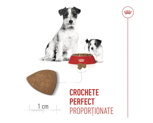 Jack Russell Terrier adult și pui cu bol de mâncare, detaliu crochetă triunghiulară de 1 centimetru și Royal Canin Logo.