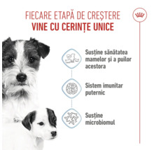 Royal Canin Logo, infografic despre etapele de creștere la câini, sănătatea mamei și a puilor, sistemul imunitar și microbiom.