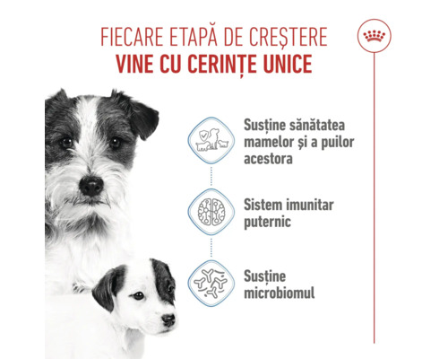 Royal Canin Logo, infografic despre etapele de creștere la câini, sănătatea mamei și a puilor, sistemul imunitar și microbiom.