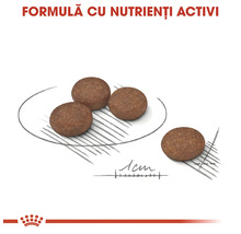 Patru granule rotunde pentru câini cu diametrul de 1 centimetru, formulă cu nutrienți activi. Royal Canin Logo.