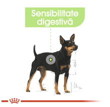 Ilustrație cu un câine, evidențiind sensibilitatea digestivă și Royal Canin Logo.