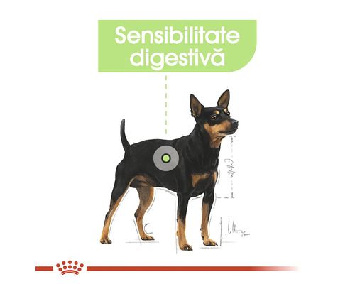 Ilustrație cu un câine, evidențiind sensibilitatea digestivă și Royal Canin Logo.