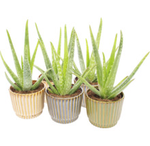 Plante de interior Aloe Vera în ghivece decorative din ceramică striată.