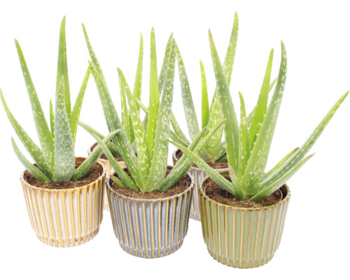 Plante de interior Aloe Vera în ghivece decorative din ceramică striată.