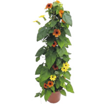 Thunbergia alata în ghiveci, plantă cățărătoare cu flori portocalii și galbene cu centrul negru.
