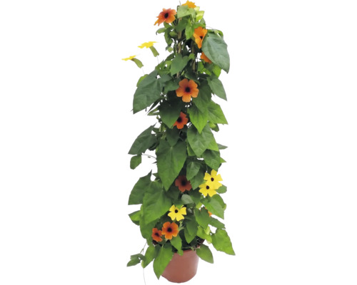 Thunbergia alata în ghiveci, plantă cățărătoare cu flori portocalii și galbene cu centrul negru.