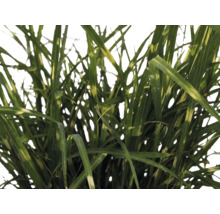 Iarba Elefantului FloraSelf Miscanthus sinensis 'Strictus Dwarf' H 10-100 cm Ø 14 cm